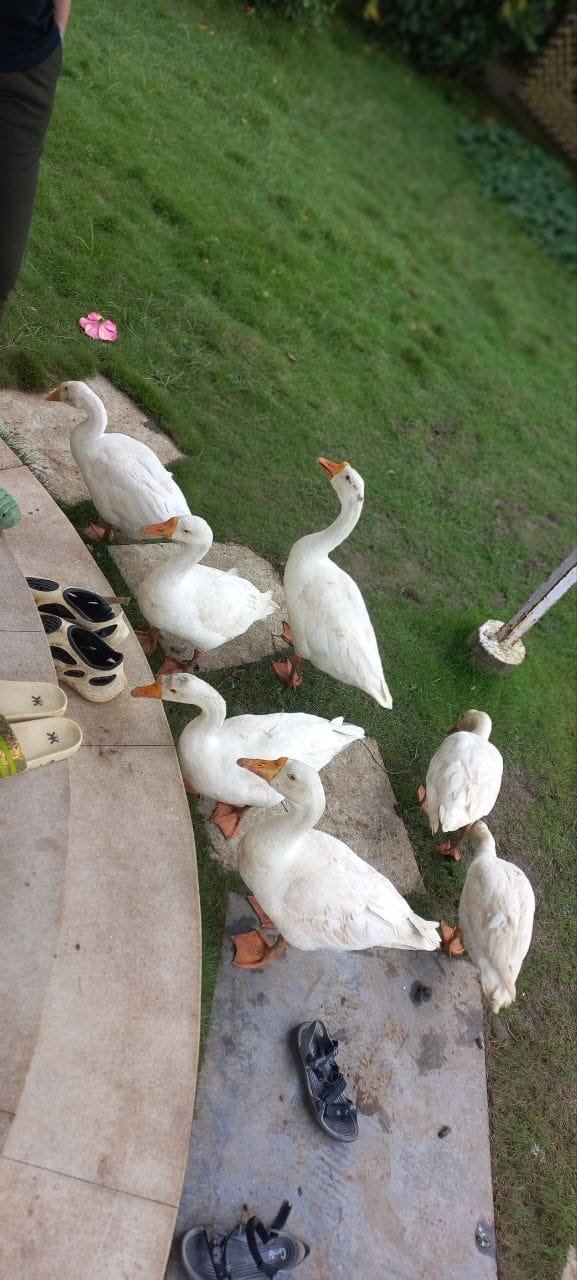 Wintry Mountain Landscape
